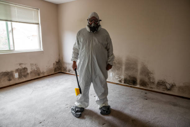 Best Mold Odor Removal Services  in Daisetta, TX